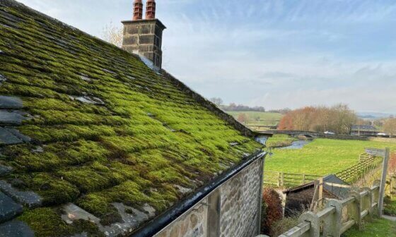 Zielony nalot na dachu
